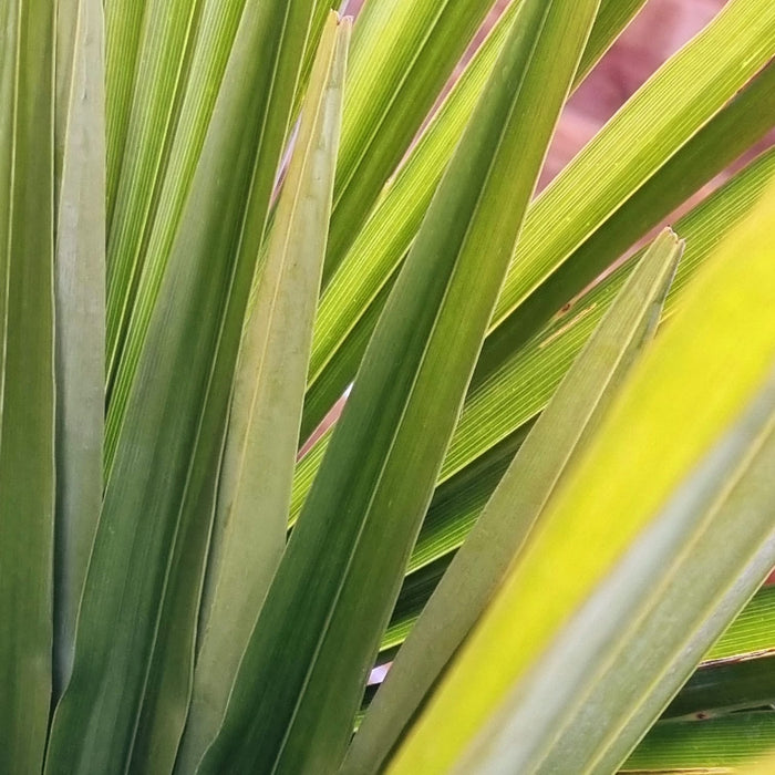 TRACHYCARPUS fortunei 90cm