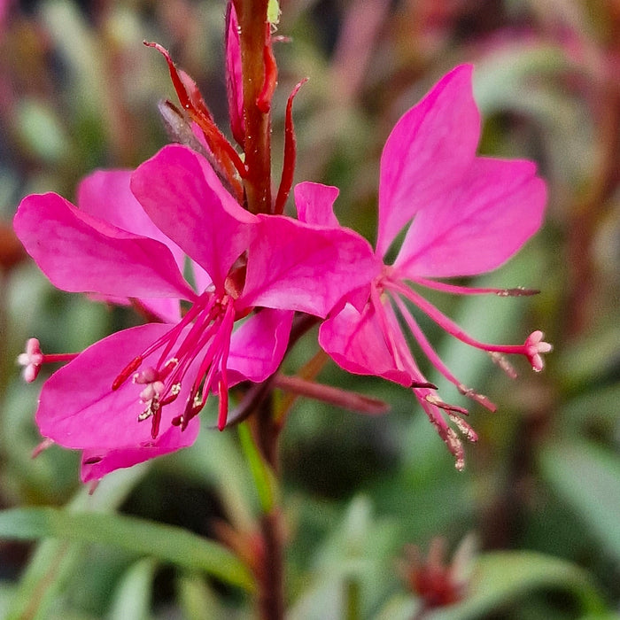 GAURA lindheimeri Belleza 3ltr