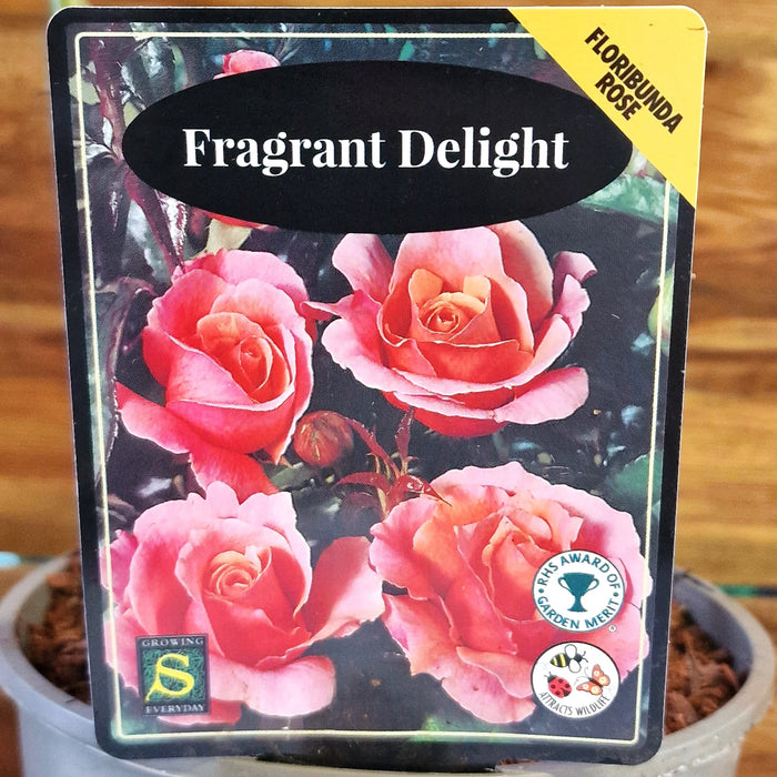 ROSE Fragrant Delight - Celebration 3ltr