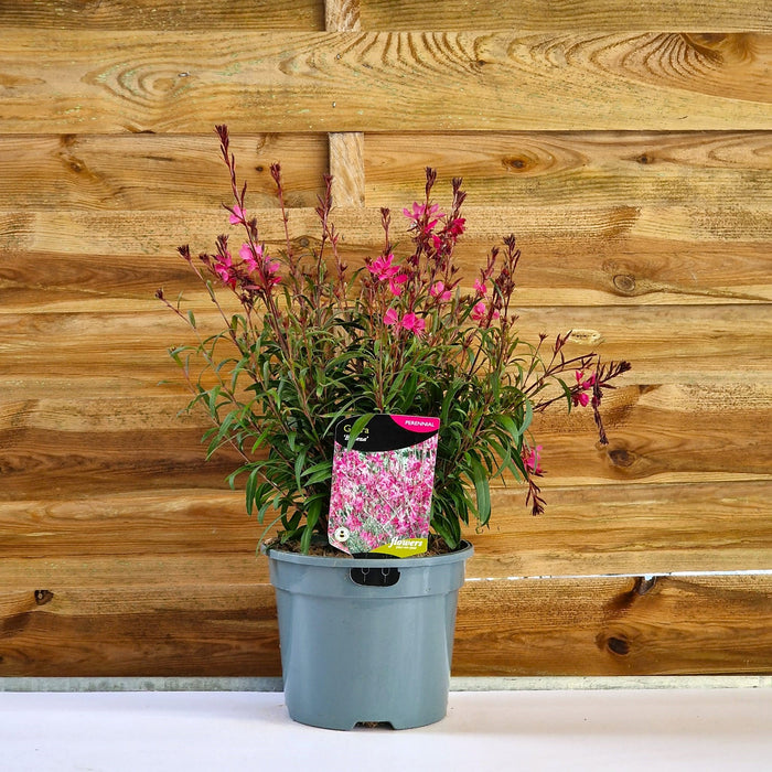 GAURA lindheimeri Belleza 3ltr