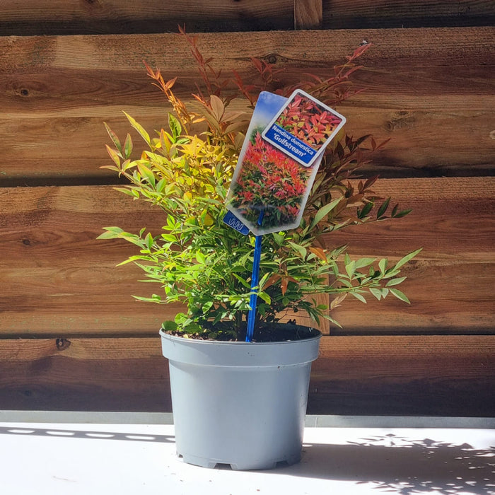 NANDINA 'Domestica Gulfstream' 17cm