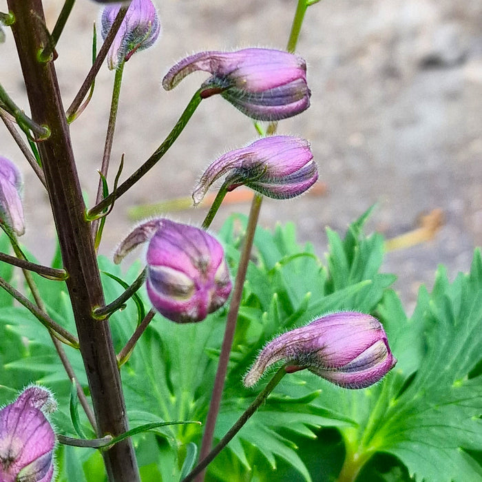 DELPHINIUM Delgenius 'Chantay' 3ltr