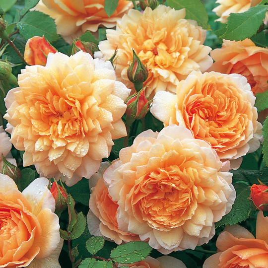 DAVID AUSTIN ROSES - Grace