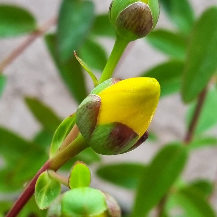 HYPERICUM 'Hidcote' 3ltr