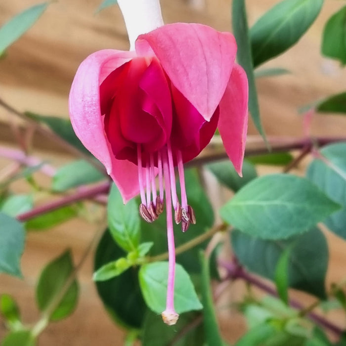 FUCHSIA Bella Hanging Basket