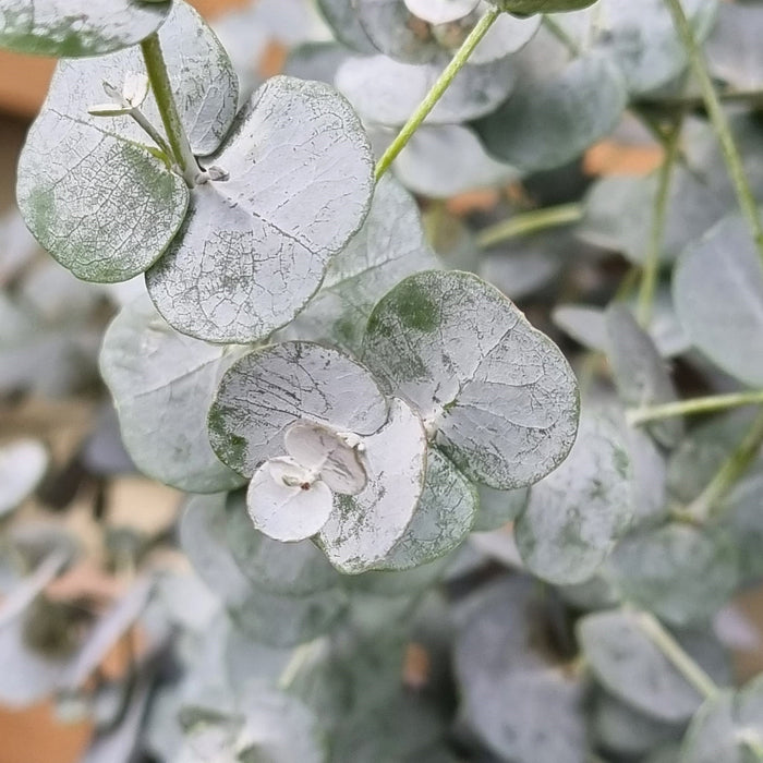 EUCALYPTUS Blue Ice