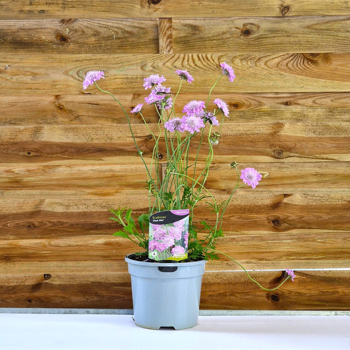 SCABIOSA Pink Mist 3ltr