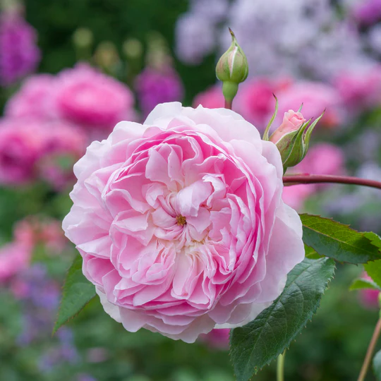 DAVID AUSTIN ROSES - Silas Marner