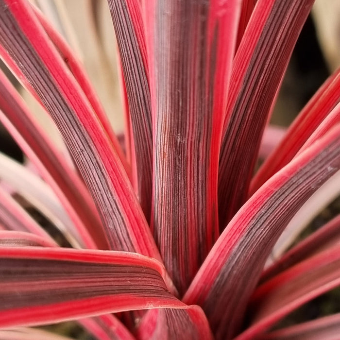 CORDYLINE Charlie Boy