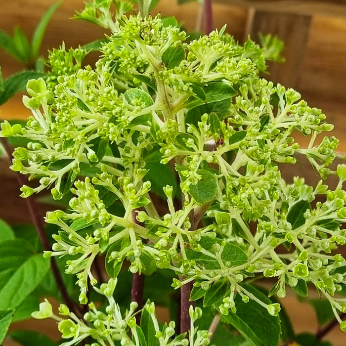 HYDRANGEA 'Paniculata Bobo®' 20cm