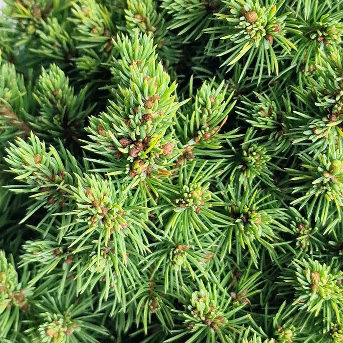 Picea Glauca Alberta Globe* 4.5L