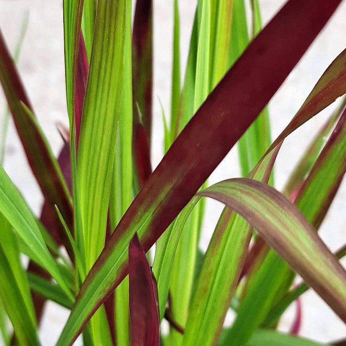 IMPERATA cyl. 'Red Baron' 2ltr