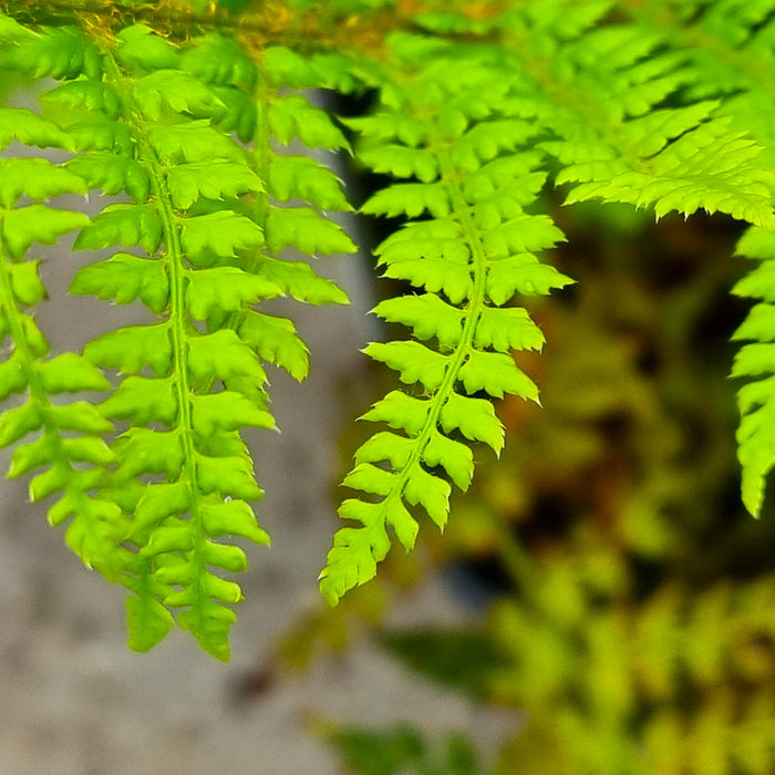 VE POLYSTI 'Setif Herrenhausen' 15cm