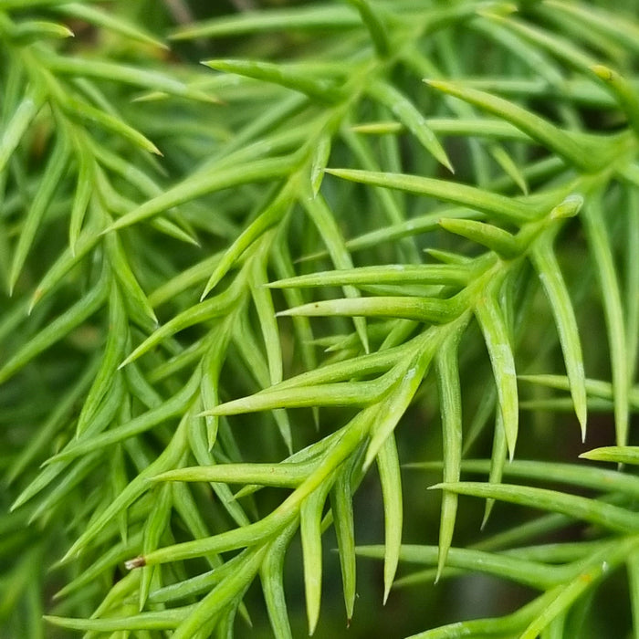 CRYPTOMERIA jap. Sekkan Sugi 4.5ltr