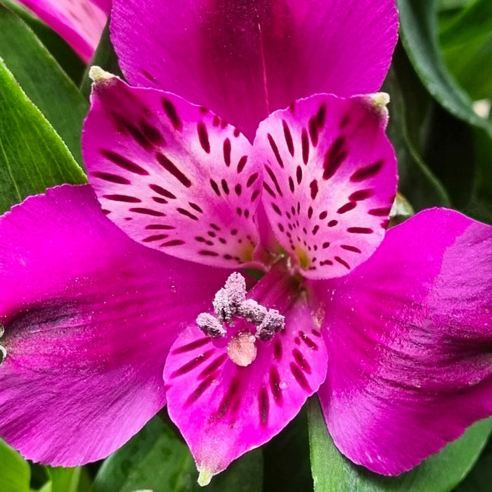 ALSTROMERIA Inca Purple 19cm