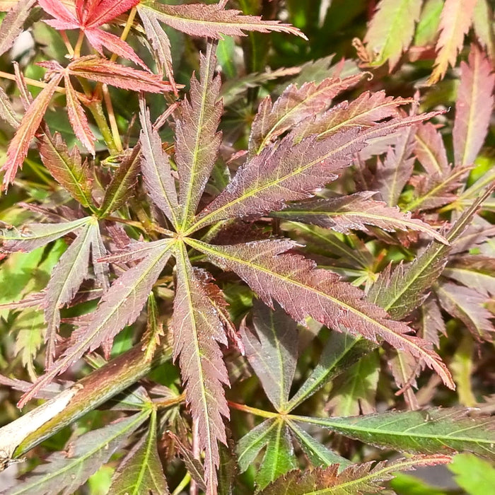 ACER  Palmatum Jerre Schwartz