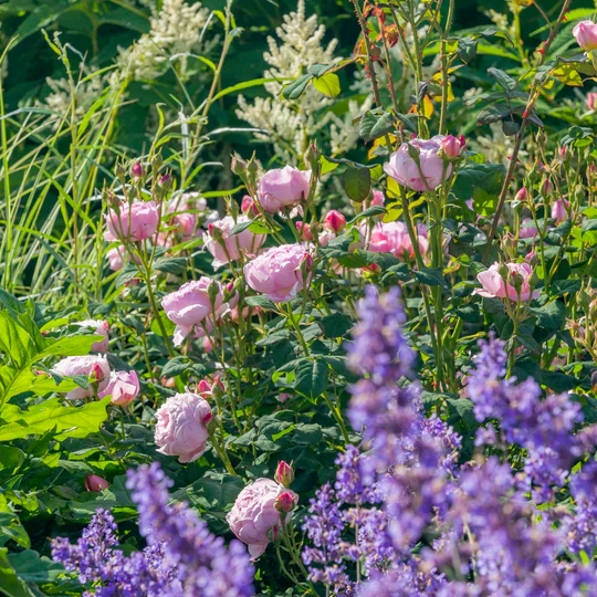 DAVID AUSTIN ROSES - Scepter'd Isle