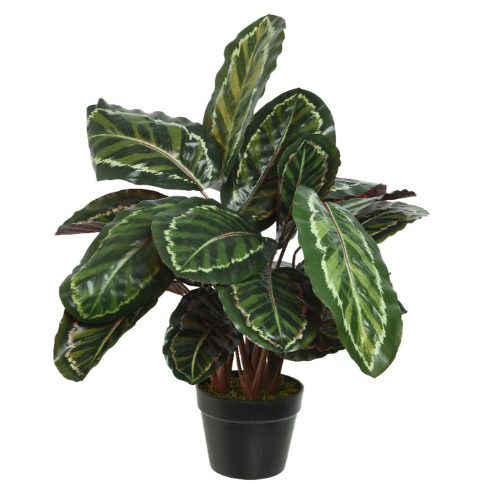 Kaemingk Calathea In Plastic Pot 69cm