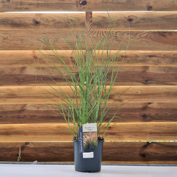 MISCANTHUS sin. 'Adagio' 2ltr