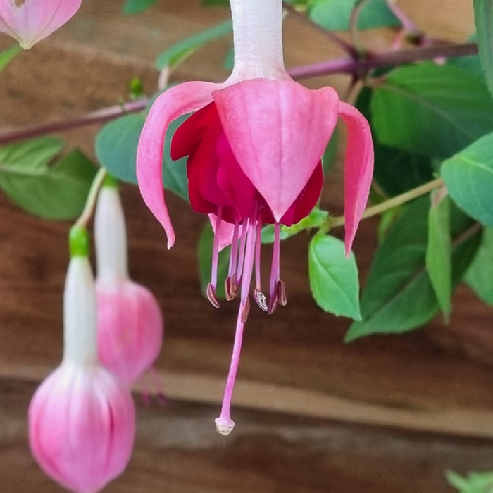 FUCHSIA Bella Hanging Basket