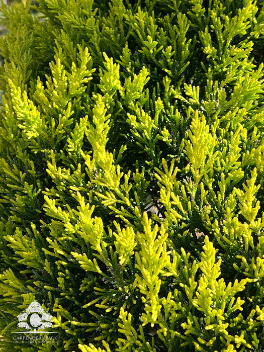 CUPRESSUS Goldcrest Spiral 175-200