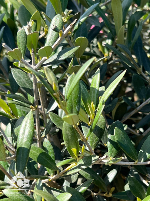 OLEA Europaea On Stem 110cm