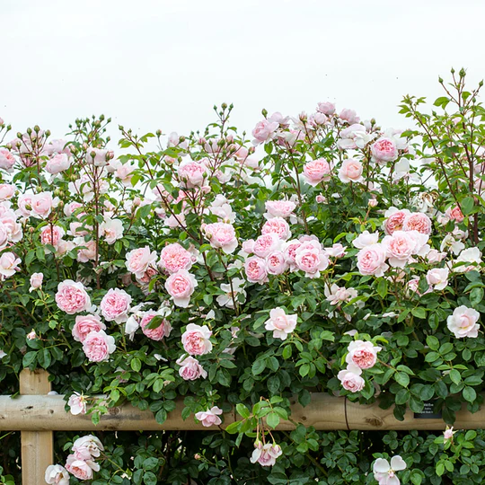 DAVID AUSTIN ROSES - Wildeve