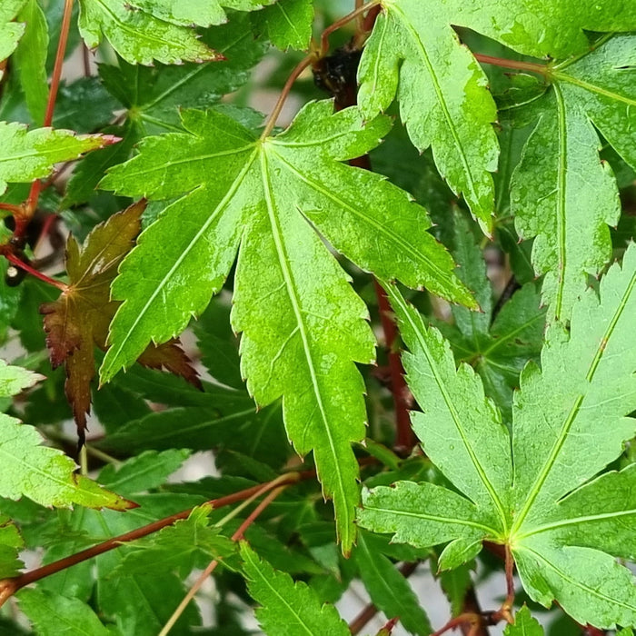 ACER Palm. Red Wine