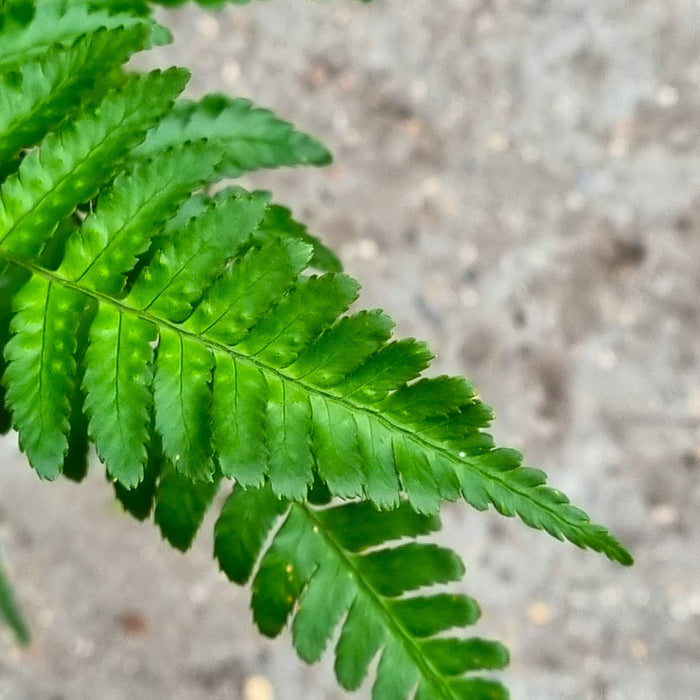 VAN DRYOPTERIS 'Erythrosora'