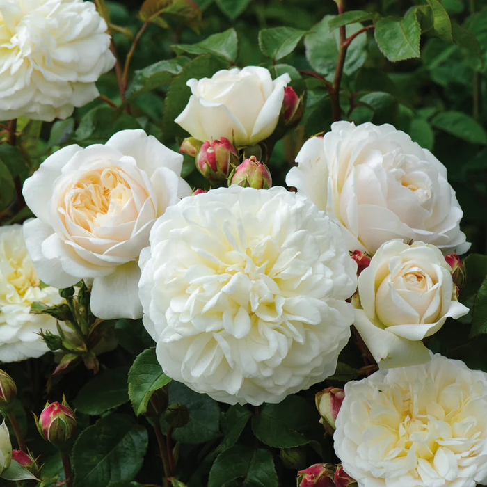 DAVID AUSTIN ROSES -  Tranquillity 6ltr