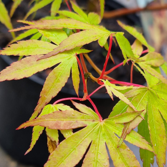 ACER  Palmatum  'Katsura'