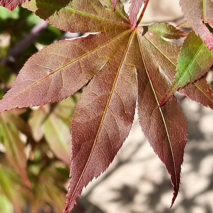 ACER palmatum Atropurpureum