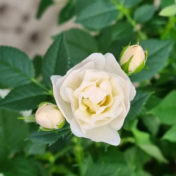 WHITE Mini Standard Patio Roses