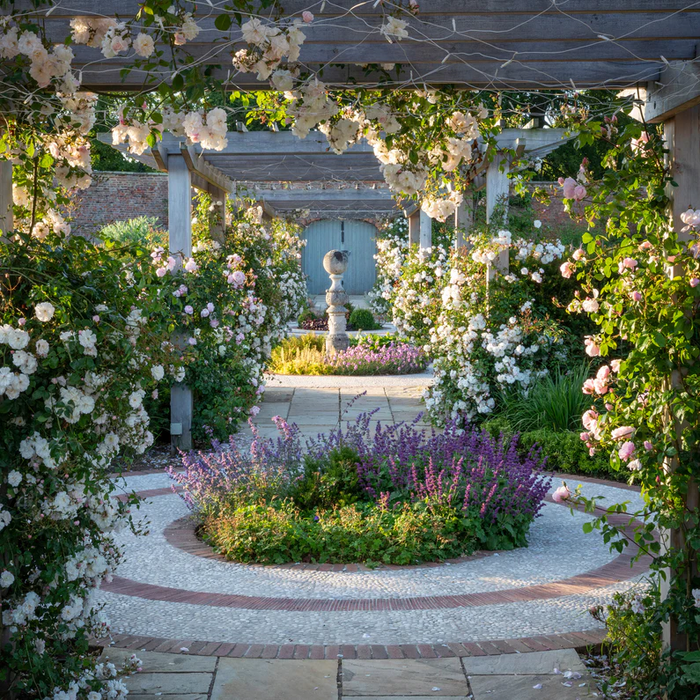 DAVID AUSTIN ROSES - Adelaide D'Orleans