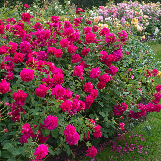 DAVID AUSTIN ROSES - Thomas A' Becket