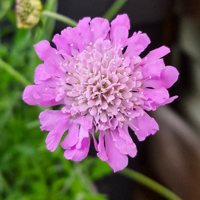 SCABIOSA Pink Mist 3ltr