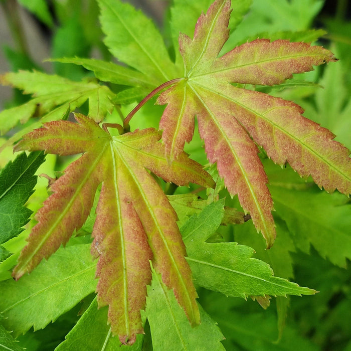 VE ACER 'Palmatum Orange Dream' 15cm