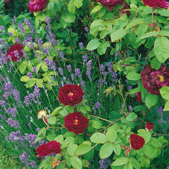 DAVID AUSTIN ROSES - Tuscany Superb