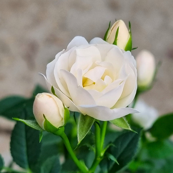 WHITE Mini Standard Patio Roses