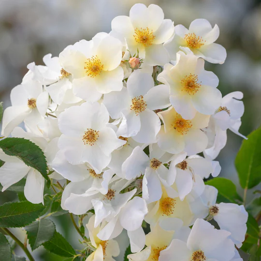 DAVID AUSTIN ROSES - Kew Gardens