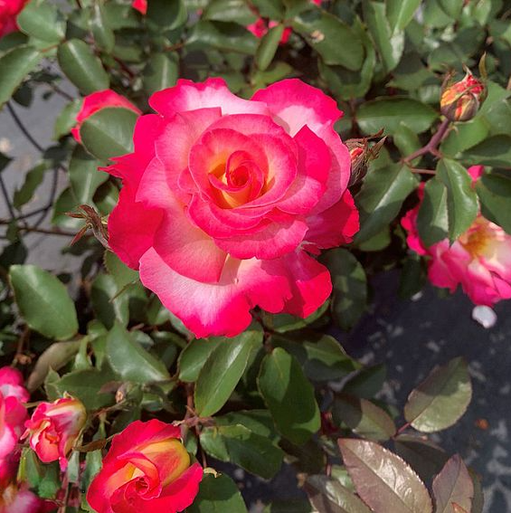 ROSE You're my Everything (ROTY 2025) - Hybrid Tea 3ltr