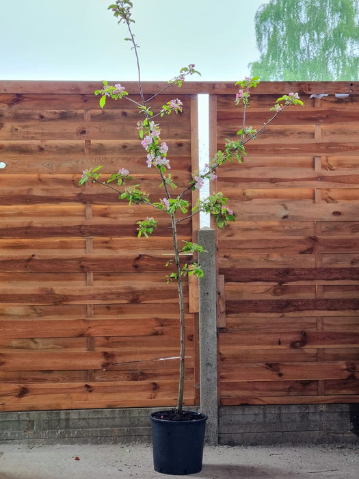 APPLE Malus Domestica - Elstar Espalier