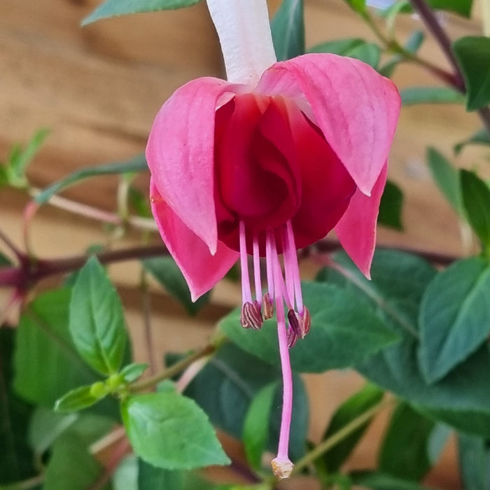 FUCHSIA Bella Hanging Basket