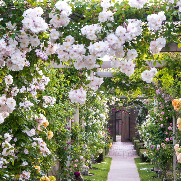 DAVID AUSTIN ROSES - Adelaide D'Orleans