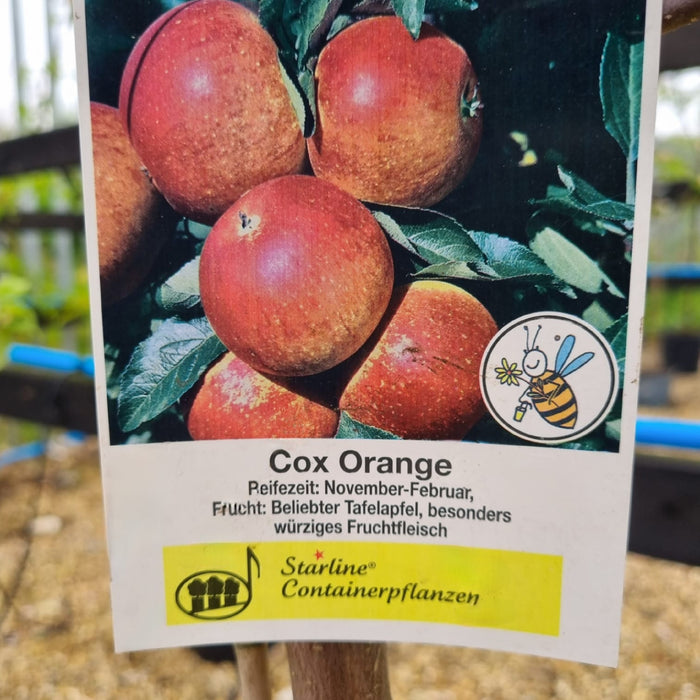 APPLE Malus Domestica Cox's Orange