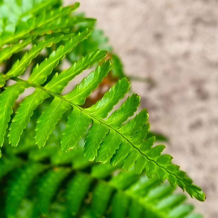 VAN DRYOPTERIS 'Erythrosora'