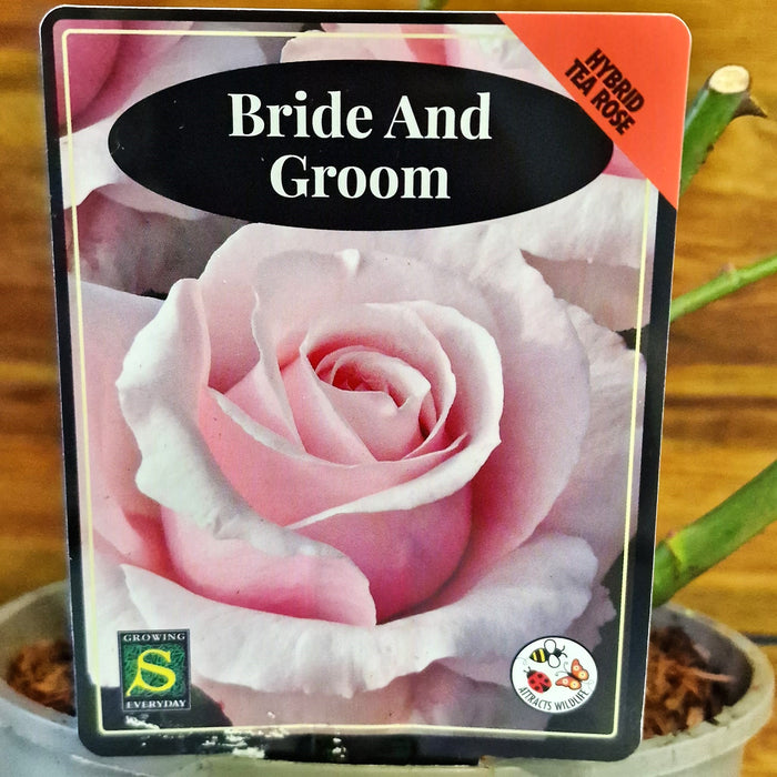 ROSE Bride & Groom - Celebration 3ltr