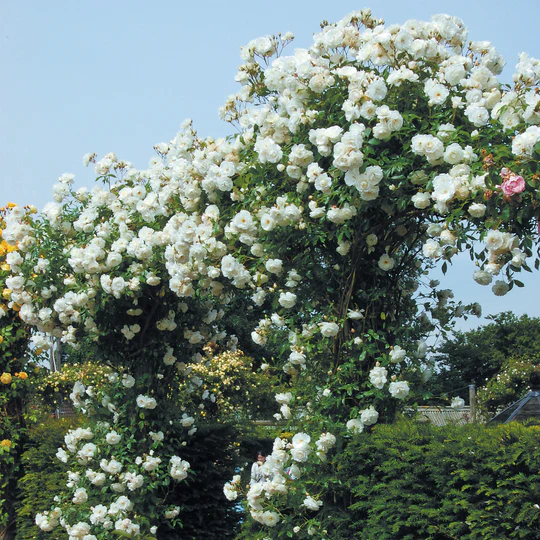 DAVID AUSTIN ROSES - Iceberg Climbing