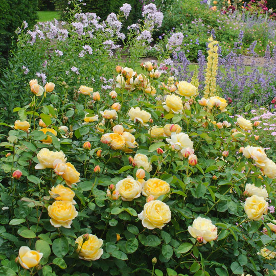 DAVID AUSTIN ROSES - Charlotte