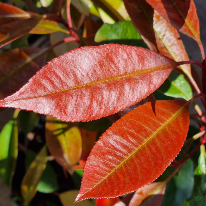 PHOTINIA Fraseri Red Robin